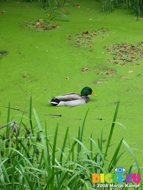 23582 Duck in canal